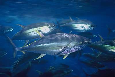 Ecosystem & Bycatch Program